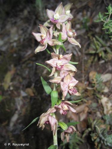 <i>Epipactis helleborine </i>subsp.<i> tremolsii</i> (Pau) E.Klein, 1979 © P. Rouveyrol