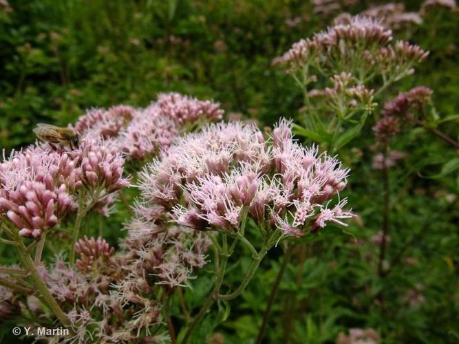 <i>Eupatorium cannabinum </i>L., 1753 subsp.<i> cannabinum</i> © 