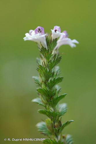 <i>Euphrasia officinalis </i>subsp.<i> pratensis</i> Schübl. & G.Martens, 1834 © R. Dupré MNHN/CBNBP