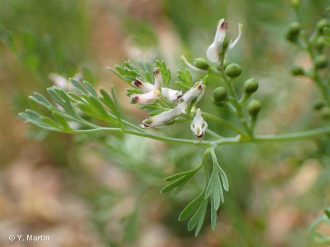 <i>Fumaria petteri </i>subsp.<i> calcarata</i> (Cadevall) Lidén & A.Soler, 1984 © 