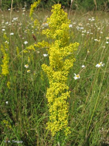 <i>Galium verum </i>L., 1753 subsp.<i> verum</i> © H. Tinguy