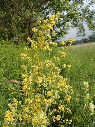 <i>Galium verum </i>subsp.<i> wirtgenii</i> (F.W.Schultz) Oborny, 1885 © H. Tinguy