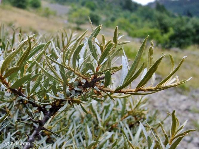 <i>Hippophae rhamnoides </i>subsp.<i> fluviatilis</i> Soest, 1952 © 