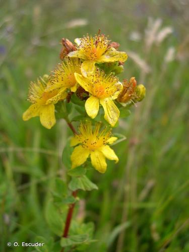 <i>Hypericum maculatum </i>Crantz, 1763 subsp.<i> maculatum</i> © O. Escuder