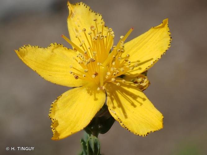 <i>Hypericum perforatum </i>subsp.<i> veronense</i> (Schrank) H.Lindb., 1906 © H. TINGUY