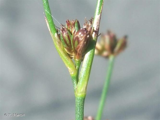 <i>Juncus alpinoarticulatus </i>subsp.<i> fuscoater</i> (Schreb.) O.Schwarz, 1949 © Y. Martin