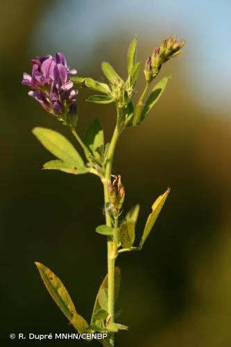 <i>Medicago sativa </i>L., 1753 subsp.<i> sativa</i> © R. Dupré MNHN/CBNBP