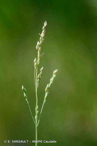 <i>Milium vernale </i>subsp.<i> scabrum</i> (Rich.) K.Richt., 1890 © E. SANSAULT - ANEPE Caudalis