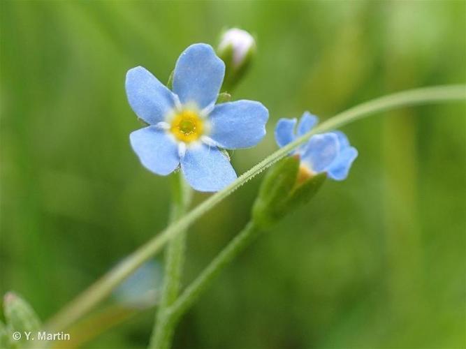 <i>Myosotis laxa </i>subsp.<i> cespitosa</i> (Schultz) Hyl. ex Nordh., 1940 © 