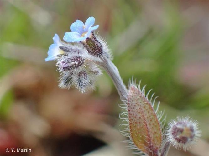 <i>Myosotis ramosissima </i>Rochel, 1814 subsp.<i> ramosissima</i> © 