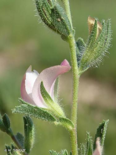 <i>Ononis spinosa </i>subsp.<i> antiquorum</i> (L.) Arcang., 1882 © H. TINGUY