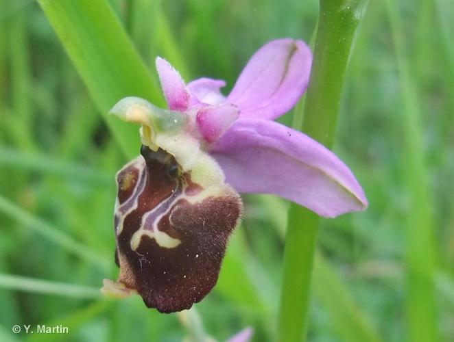 <i>Ophrys fuciflora </i>(F.W.Schmidt) Moench, 1802 subsp.<i> fuciflora</i> © 