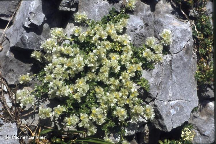 <i>Paronychia kapela </i>subsp.<i> serpyllifolia</i> (Chaix) Graebn., 1919 © Michel Garnier