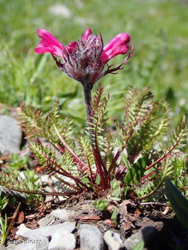 <i>Pedicularis rosea </i>subsp.<i> allionii</i> (Rchb.f.) Arcang., 1882 © H. TINGUY