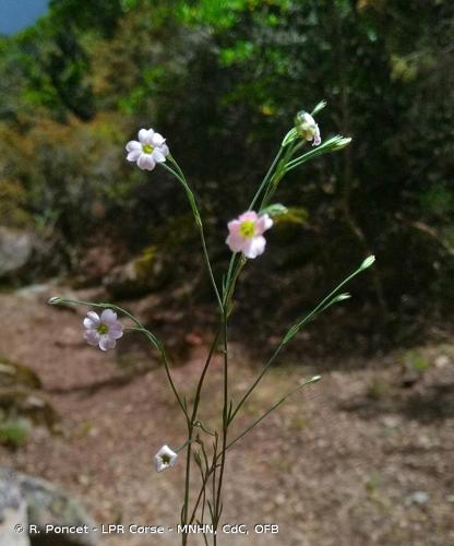 <i>Petrorhagia saxifraga </i>(L.) Link, 1829 subsp.<i> saxifraga</i> © R. Poncet - LPR Corse - MNHN, CdC, OFB