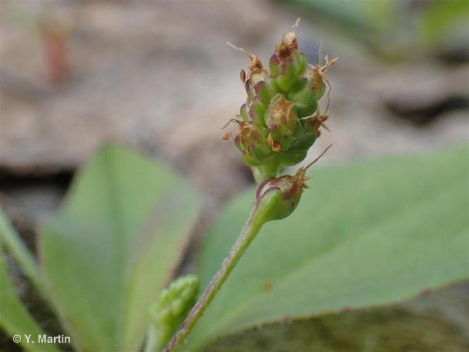 <i>Plantago major </i>subsp.<i> intermedia</i> (Gilib.) Lange, 1856 © 