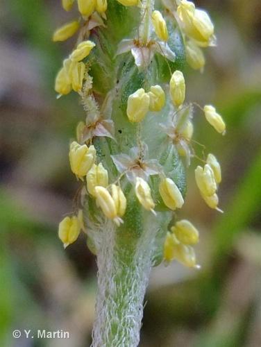 <i>Plantago maritima </i>subsp.<i> serpentina</i> (All.) Arcang., 1882 © 
