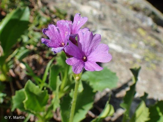 <i>Primula latifolia </i>subsp.<i> graveolens</i> (Hegetschw.) Rouy, 1908 © 