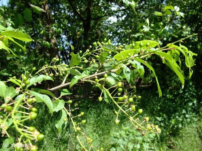 <i>Prunus padus </i>L., 1753 var.<i> padus</i> © 