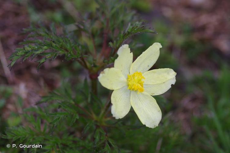 <i>Pulsatilla alpina </i>subsp.<i> apiifolia</i> (Scop.) Nyman, 1878 © P. Gourdain