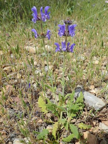 <i>Salvia verbenaca </i>subsp.<i> clandestina</i> (L.) Batt., 1890 © H. TINGUY