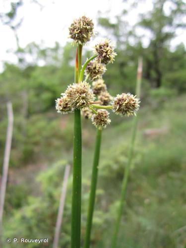 <i>Scirpoides holoschoenus </i>(L.) Soják, 1972 subsp.<i> holoschoenus</i> © P. Rouveyrol