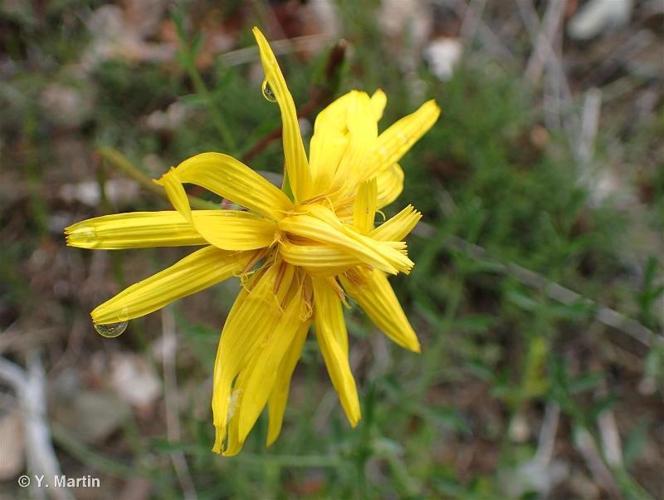 <i>Scorzonera hispanica </i>subsp.<i> asphodeloides</i> (Wallr.) Arcang., 1882 © 