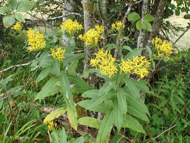 <i>Senecio ovatus </i>subsp.<i> alpestris</i> (Gaudin) Herborg, 1987 © 