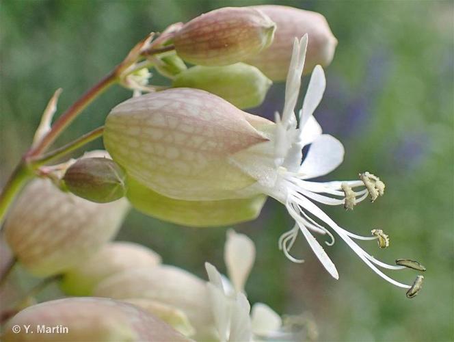 <i>Silene vulgaris </i>(Moench) Garcke, 1869 subsp.<i> vulgaris</i> © 