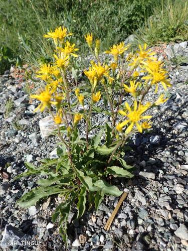 <i>Solidago virgaurea </i>subsp.<i> minuta</i> (L.) Arcang., 1882 © H. TINGUY