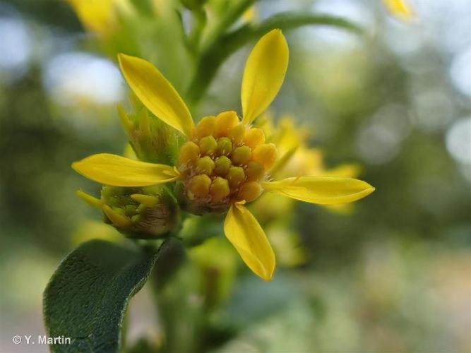 <i>Solidago virgaurea </i>L., 1753 subsp.<i> virgaurea</i> © 