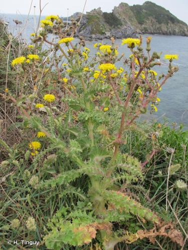<i>Sonchus asper </i>subsp.<i> glaucescens</i> (Jord.) P.W.Ball, 1878 © H. Tinguy