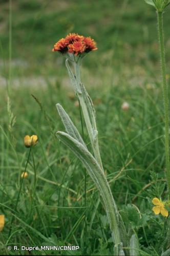 <i>Tephroseris integrifolia </i>subsp.<i> capitata</i> (Wahlenb.) B.Nord., 1978 © R. Dupré MNHN/CBNBP