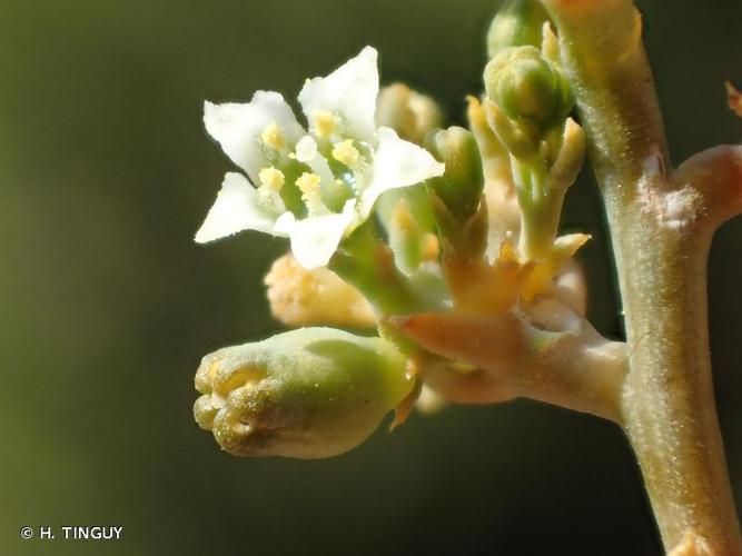 <i>Thesium humifusum </i>subsp.<i> divaricatum</i> (Mert. & W.D.J.Koch) Bonnier & Layens, 1894 © H. TINGUY