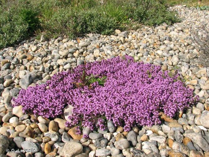 <i>Thymus praecox </i>subsp.<i> britannicus</i> (Ronniger) Holub, 1973 © G. Leveslin