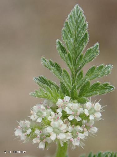 <i>Torilis nodosa </i>subsp.<i> webbii</i> (Jury) Kerguélen, 1998 © H. TINGUY