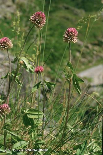 <i>Trifolium montanum </i>L., 1753 subsp.<i> montanum</i> © R. Dupré MNHN/CBNBP