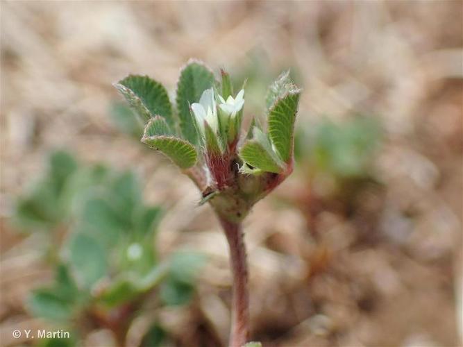 <i>Trifolium scabrum </i>L., 1753 subsp.<i> scabrum</i> © 