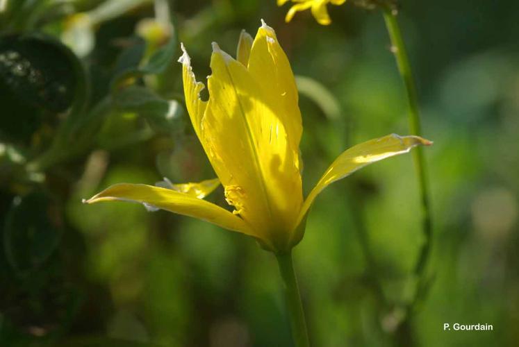 <i>Tulipa sylvestris </i>subsp.<i> australis</i> (Link) Pamp., 1914 © P. Gourdain