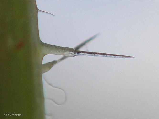 <i>Urtica dioica </i>L., 1753 subsp.<i> dioica</i> © 