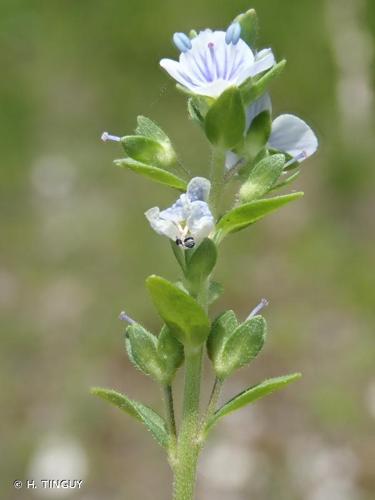 <i>Veronica serpyllifolia </i>subsp.<i> humifusa</i> (Dicks.) Syme, 1866 © H. TINGUY