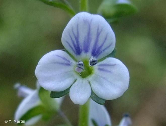 <i>Veronica serpyllifolia </i>L., 1753 subsp.<i> serpyllifolia</i> © 