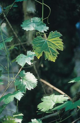 <i>Vitis vinifera </i>subsp.<i> sylvestris</i> (C.C.Gmel.) Hegi, 1925 © S. Filoche