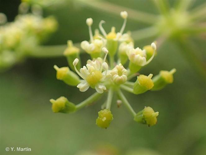 <i>Xanthoselinum alsaticum </i>(L.) Schur, 1866 subsp.<i> alsaticum</i> © 