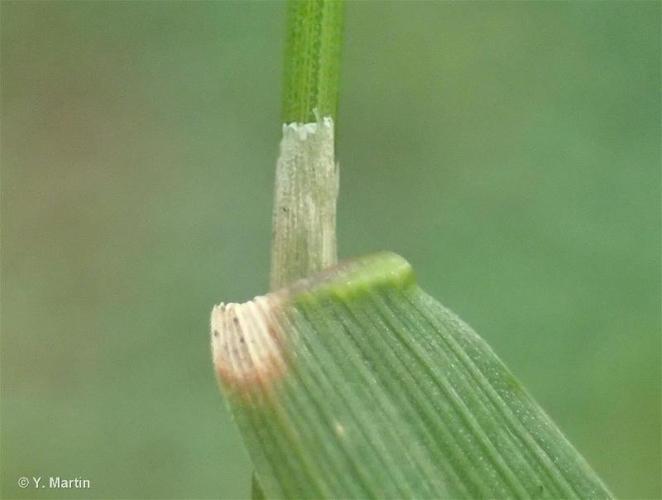 <i>Agrostis stolonifera </i>L., 1753 var.<i> stolonifera</i> © 