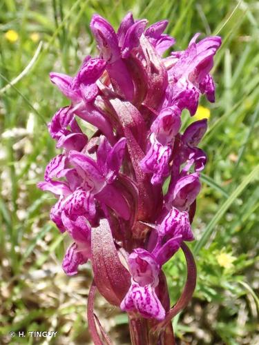 <i>Dactylorhiza incarnata </i>var.<i> hyphaematodes</i> (Neuman) Landwehr, 1975 © H. TINGUY