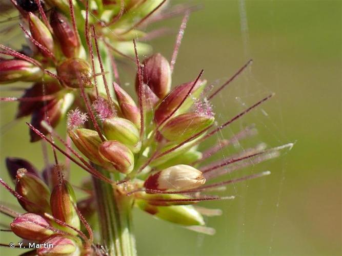 <i>Setaria verticillata </i>(L.) P.Beauv., 1812 var.<i> verticillata</i> © Y. Martin