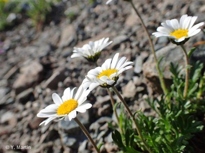 <i>Leucanthemopsis alpina </i>(L.) Heywood, 1975 subsp.<i> alpina</i> © 