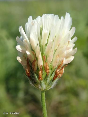 <i>Trifolium alexandrinum</i> L., 1755 © H. TINGUY