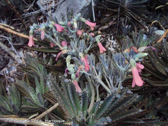 <i>Kalanchoe delagoensis</i> Eckl. & Zeyh., 1837 © C. Delnatte - DEAL Martinique